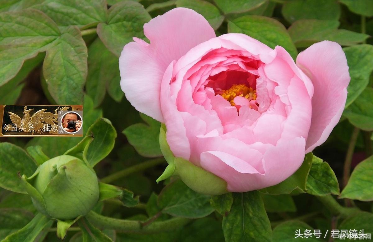 洛克王国植物园采花,洛克王国植物园采花攻略,轻松获取珍贵花朵
