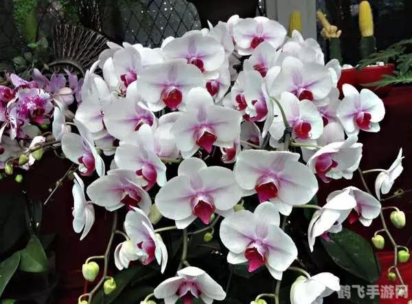 DNF大转移，宇宙神话再启，探索破碎时空的冒险之旅