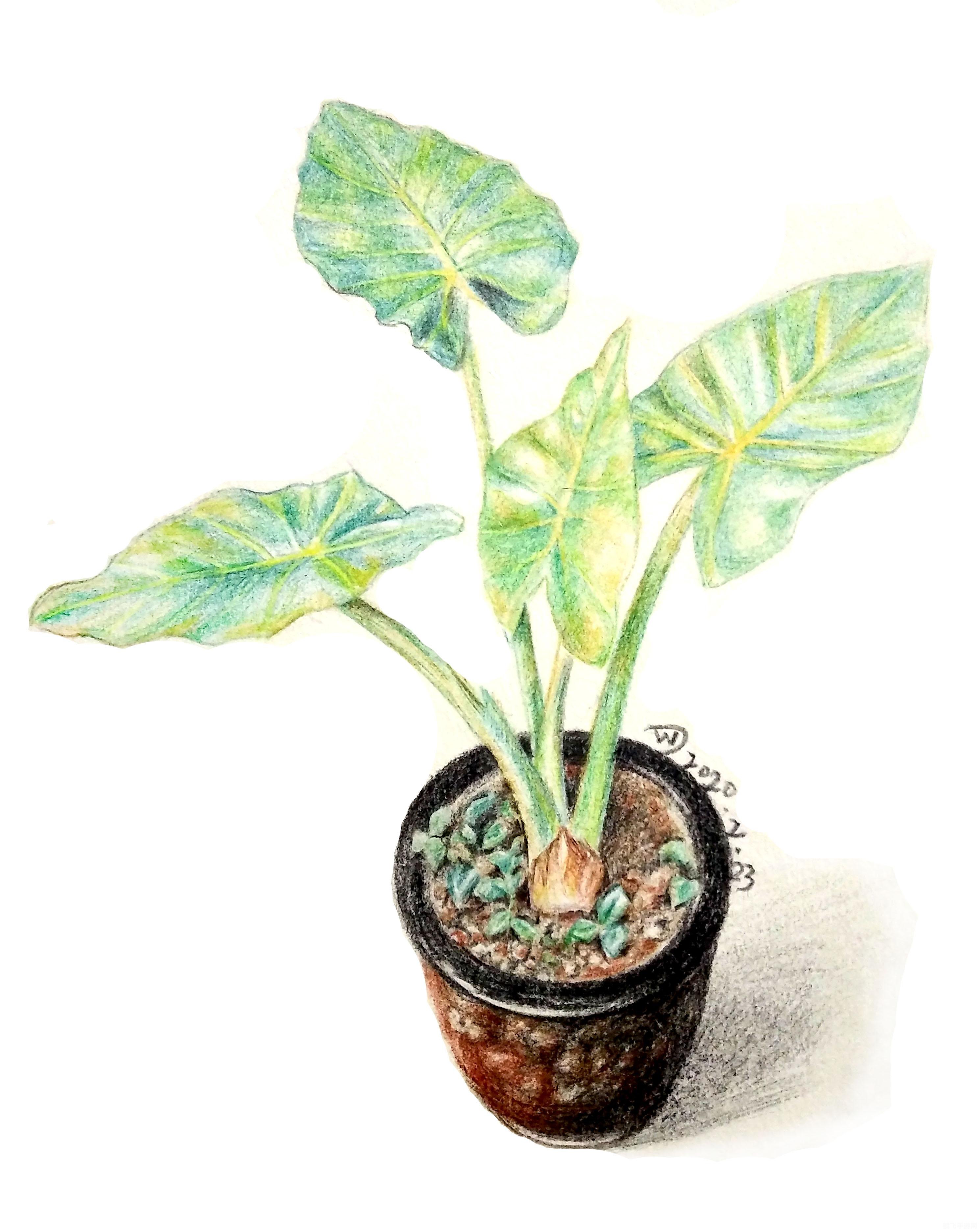 魔芋丝和魔芋块颜色,魔芋丝与魔芋块,色彩之谜与游戏攻略