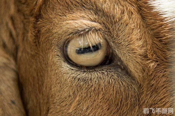 动物瞳孔长方形,探索神秘动物世界,长方形瞳孔手游攻略