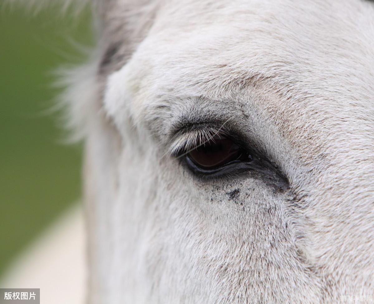 动物瞳孔长方形,探索神秘动物世界,长方形瞳孔手游攻略