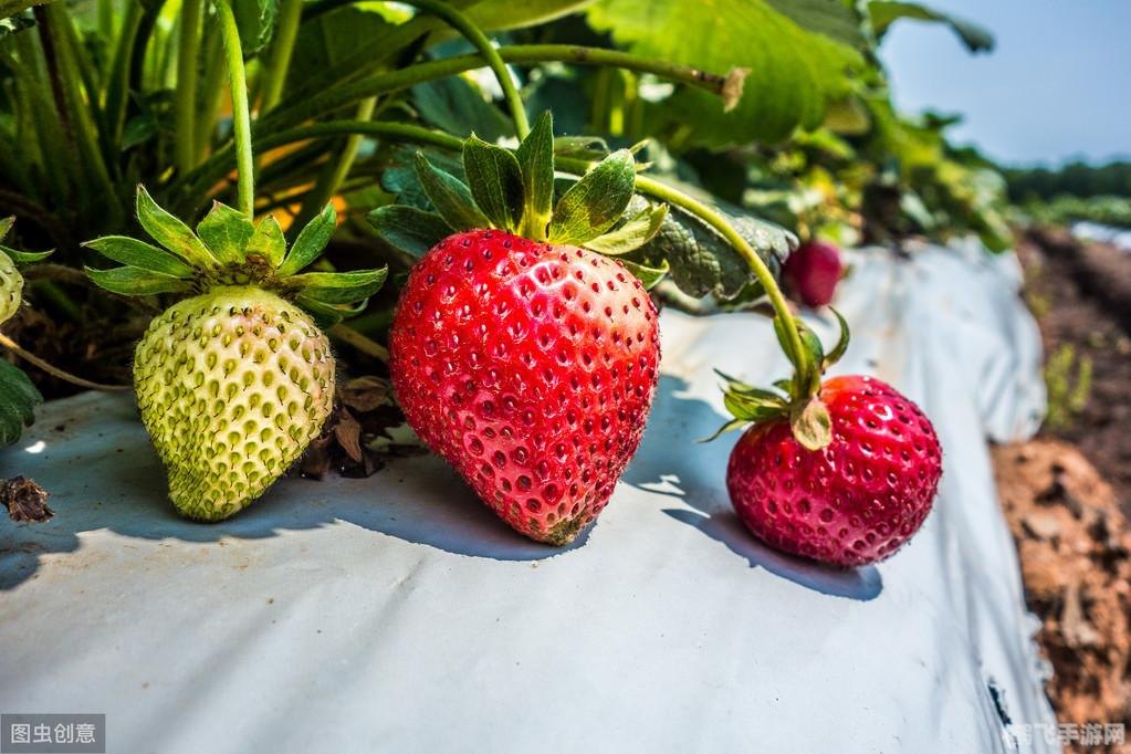 草莓乐园手游攻略,平常吃的草莓,其实是它的花托部位!