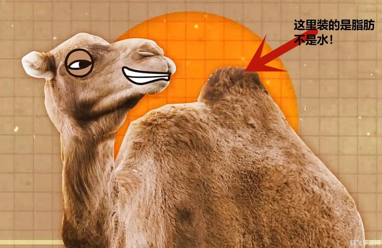 揭秘骆驼驼峰的神秘储存与手游中的奇幻沙漠探险攻略