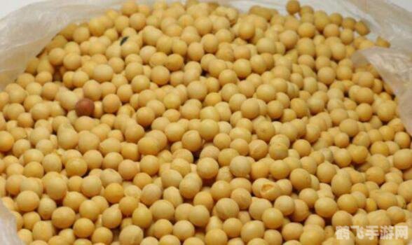 揭秘毛豆与黄豆的奥秘,青年黄豆的游戏冒险