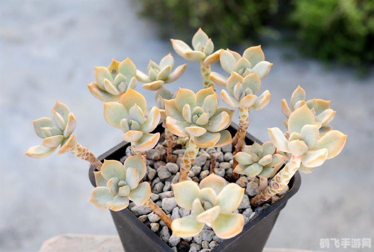 下列哪种植物适合,攻略挑选你的战斗植物，哪种最适合你？