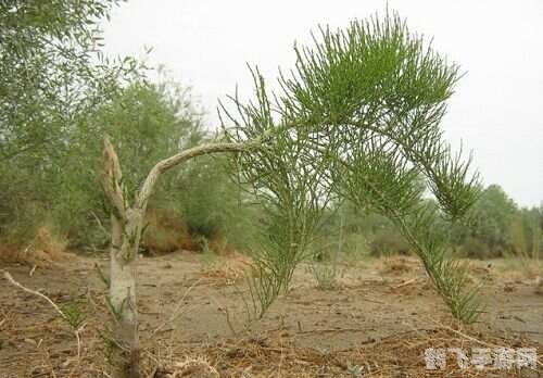 梭梭树根部,梭梭树