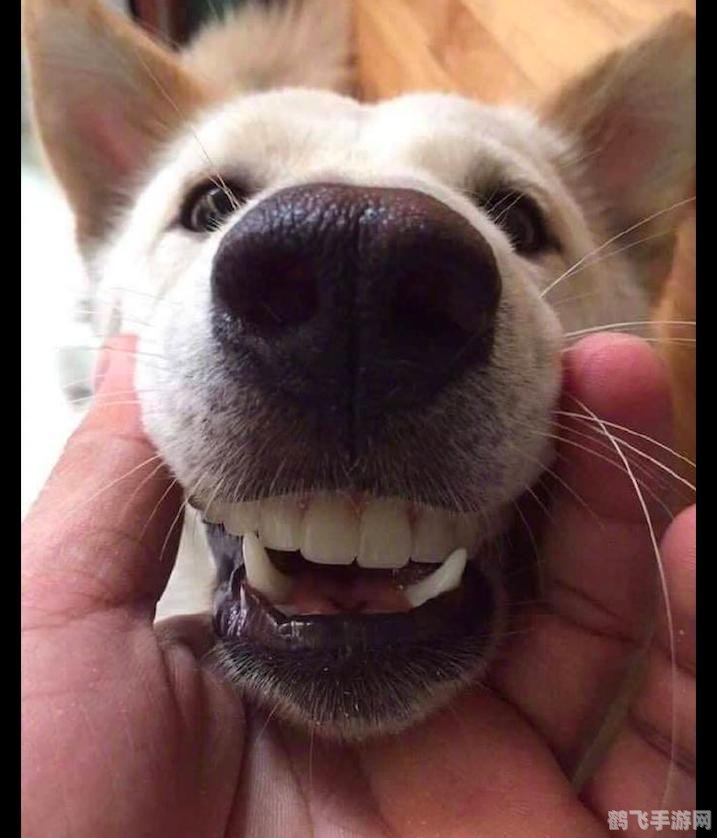 有些人的耳朵可以动来动去其实是,揭秘耳朵动来动去的神秘能力,探索人体奇妙机能!