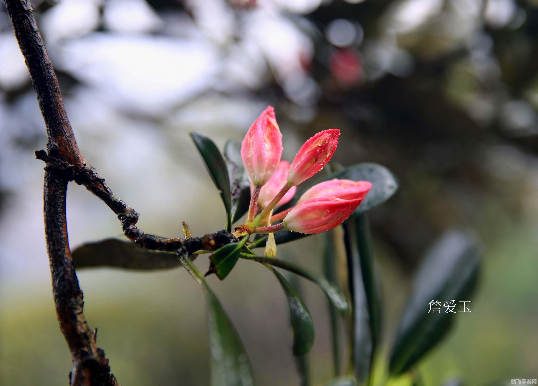 雷电云手机,手游玩家的云端利器,轻松实现高效游戏玩法与攻略