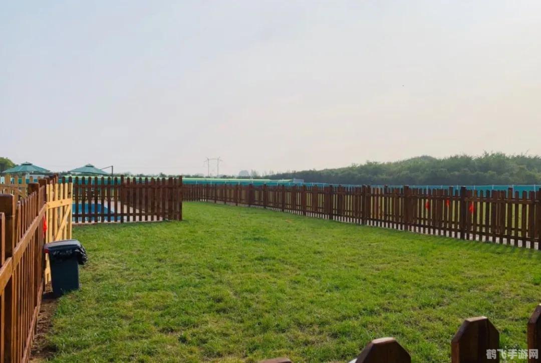 泳出一片天,泳出一片天手游攻略,畅游海洋,成为泳池霸主!