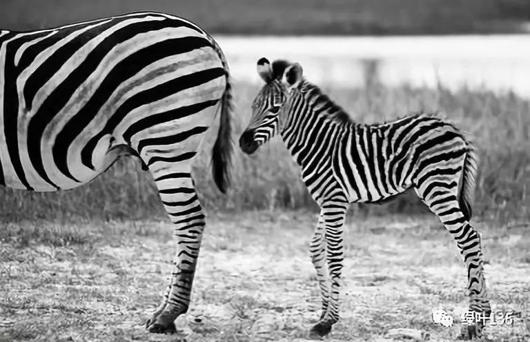 斑马是白马黑条纹还是黑马白条纹,斑马纹之谜,揭秘斑马的真实色彩