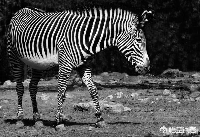 斑马是白马黑条纹还是黑马白条纹,斑马纹之谜,揭秘斑马的真实色彩