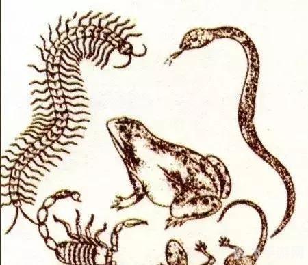 蚯蚓打结是什么梗,蚯蚓打结成网络热梗，解读其背后的幽默与象征