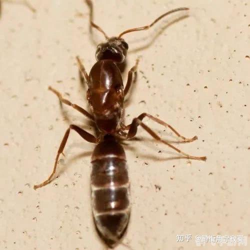 蚯蚓打结是什么梗,蚯蚓打结成网络热梗，解读其背后的幽默与象征