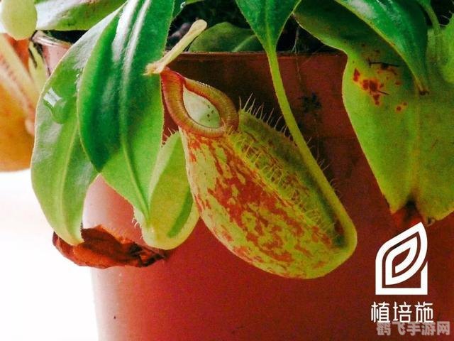 哪种植物吃肉,探秘手游中的食肉植物，猪笼草的培养与战斗攻略