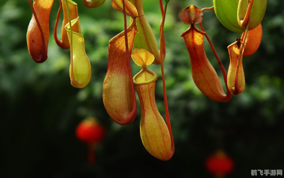 哪种植物吃肉,探秘手游中的食肉植物，猪笼草的培养与战斗攻略