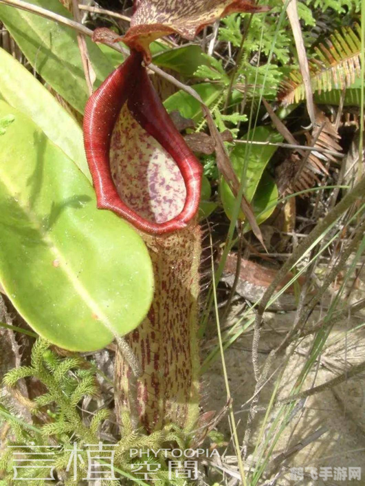 哪种植物吃肉,探秘手游中的食肉植物，猪笼草的培养与战斗攻略