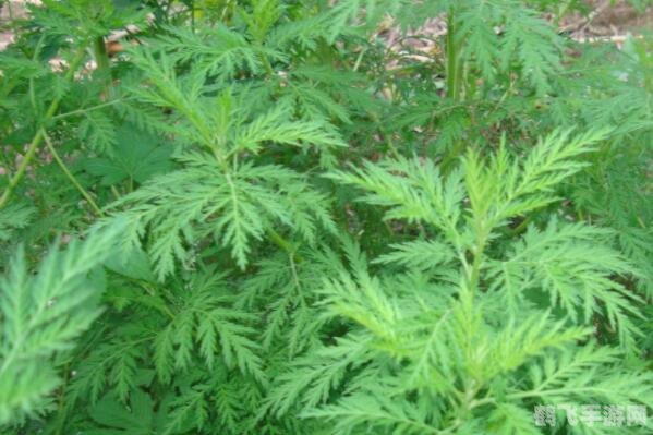 青蒿素从哪种植物提取,青蒿素的源泉——黄花蒿