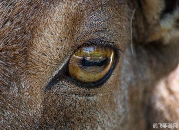 瞳孔是长方形的动物,瞳孔奥秘