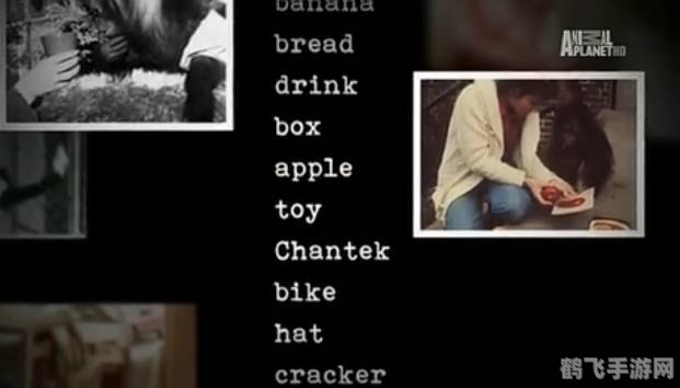 全世界的手语是一样吗,手语