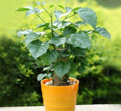 迅雷7.9幸福树，养成攻略与玩法详解