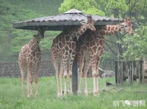 探索奇妙动物世界,长颈鹿与天生高血压的奥秘