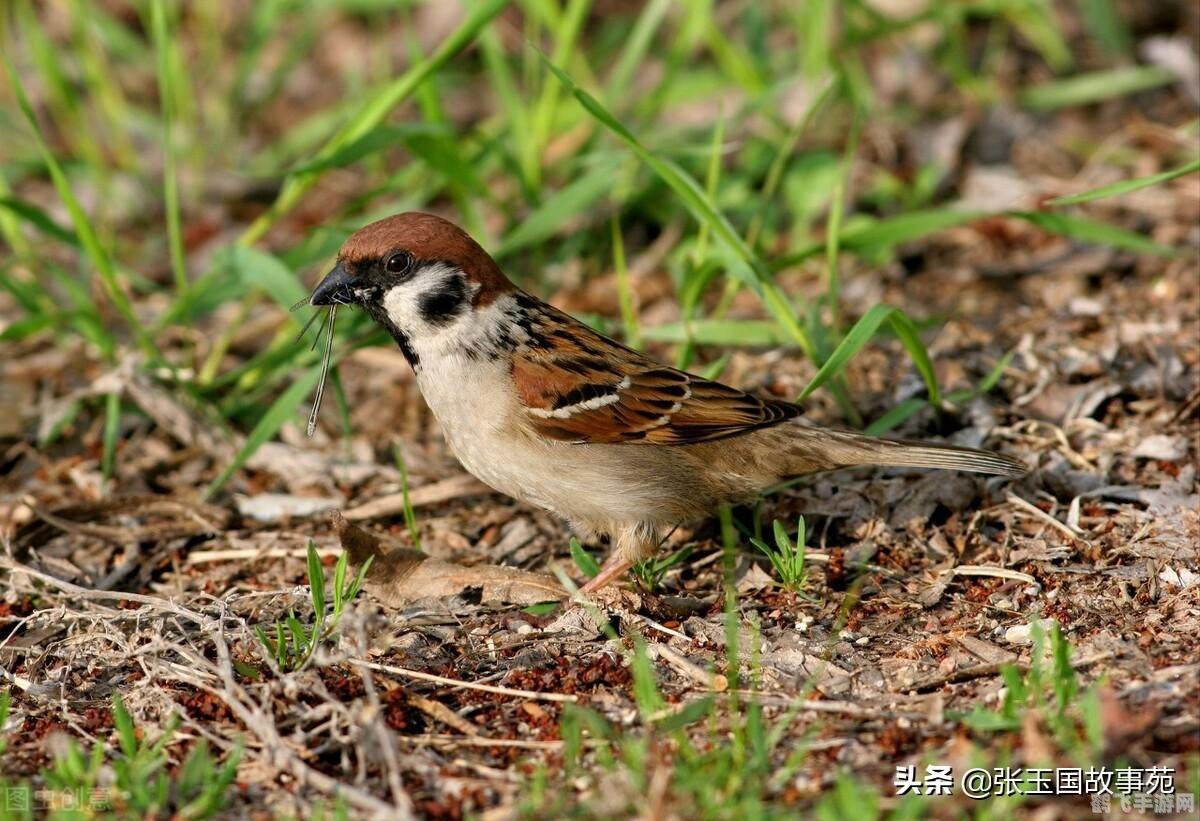 劳燕分飞中的劳指的是什么,劳燕分飞的象征意义