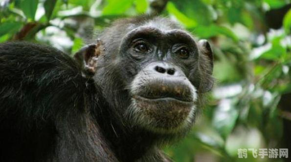 阿sue煮鸡蛋面,阿Sue煮鸡蛋面手游攻略，烹饪美食，成为厨房小达人！