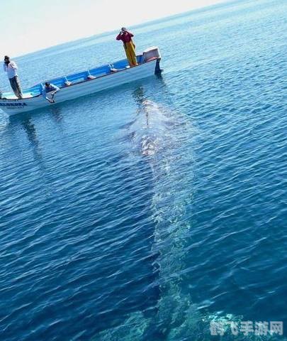 封神榜国际版天卦,天卦的获取与挑战