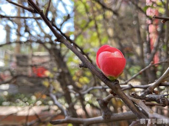 蜜茶1v1车厘崽海棠,蜜茶1v1