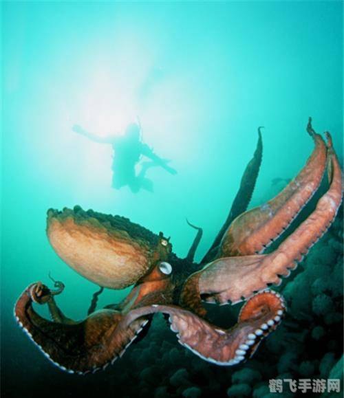 海洋中的瞌睡大王是谁,探秘海洋深处的瞌睡大王——深海巨型章鱼