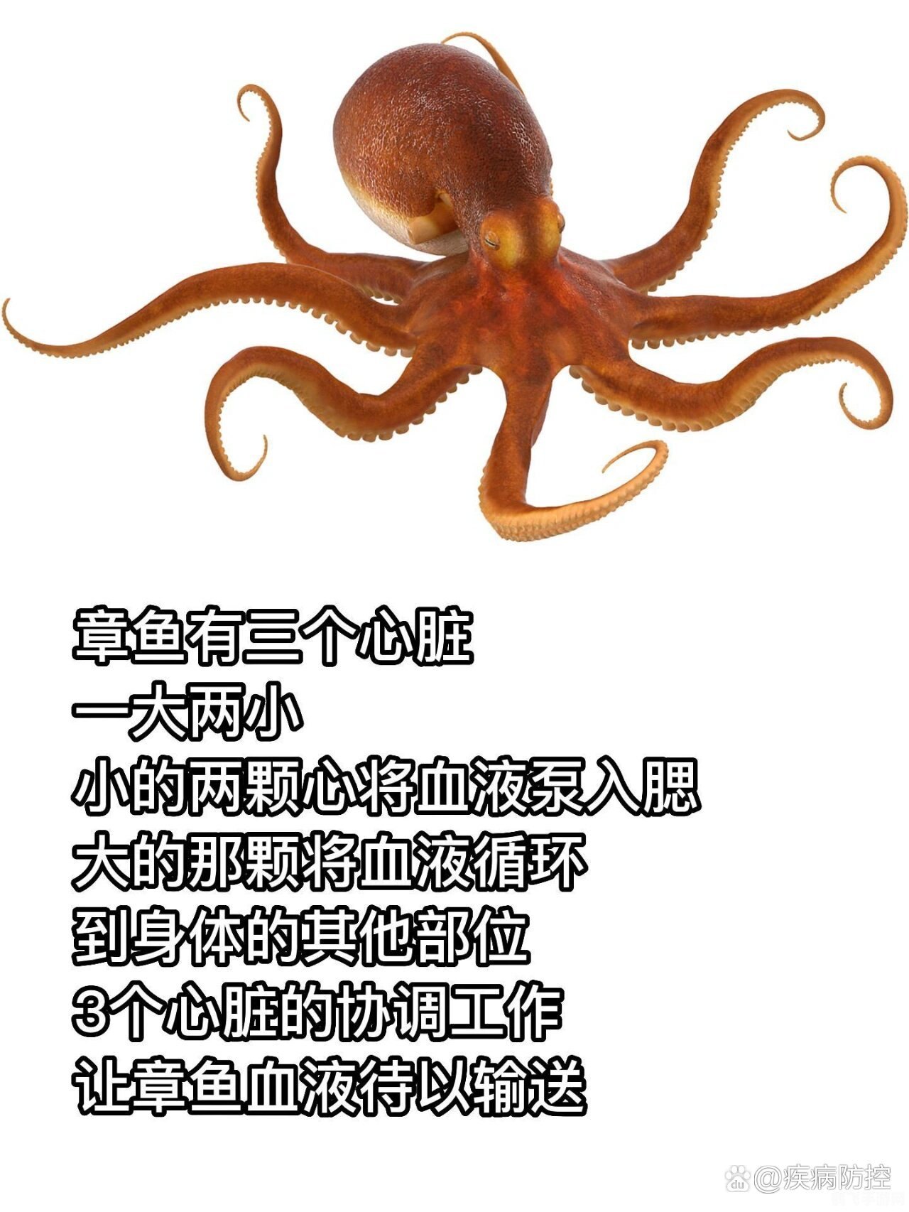 深海奥秘，章鱼的多心脏之谜与手游攻略