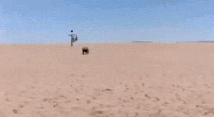 平头哥大作战手游攻略，与世界上最无所畏惧的动物并肩作战