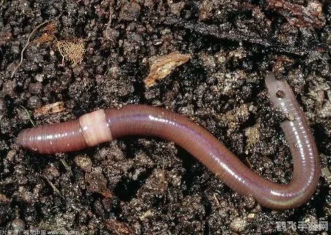 蚯蚓没有眼睛怎么辨别方向,蚯蚓大冒险,无眼生物的方向感探秘