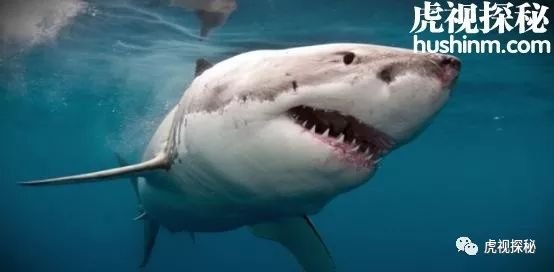 揭秘海绵的真实身份，植物还是动物？探秘神秘海洋生物