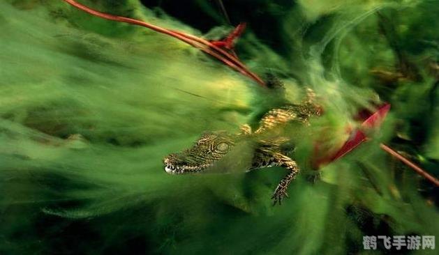 揭秘海绵的真实身份，植物还是动物？探秘神秘海洋生物