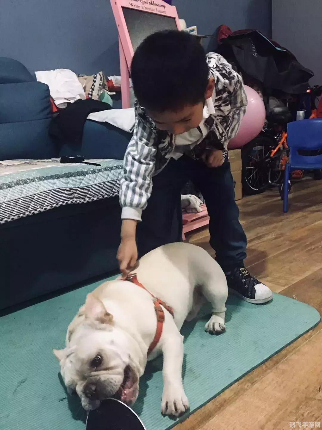 qq宠物快速升级,QQ宠物手游快速升级攻略，多维度助力宠物成长