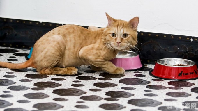 动物之森探秘,埃及猫黄动画引领热潮