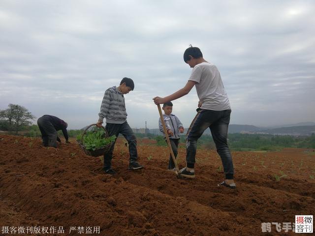 红土地种植攻略，揭秘最赚钱的种植项目