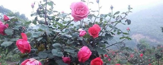 玫瑰小镇断枝攻略,嫁接玩法与高效升级秘诀