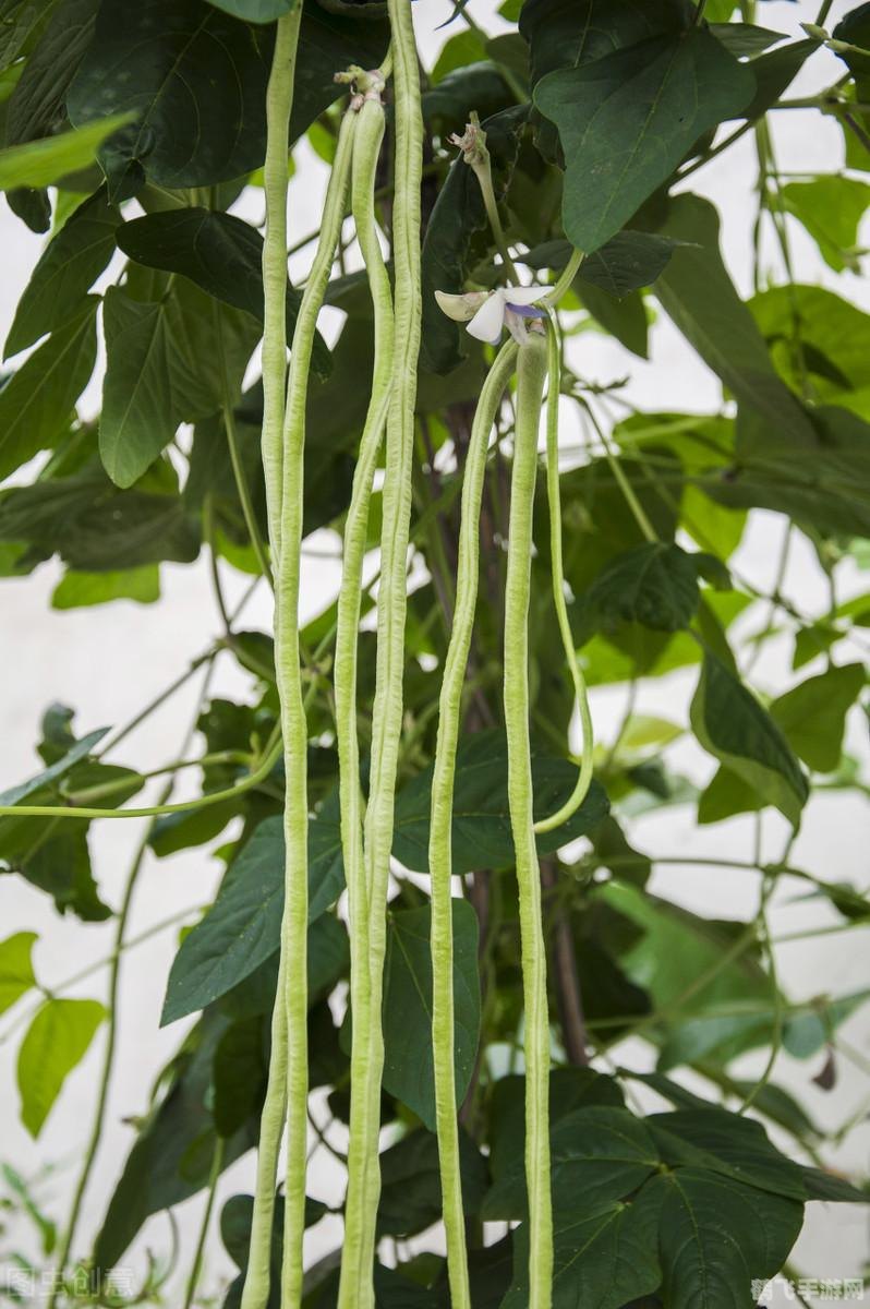 九月青豆角手游全攻略，种植、收获与互动的乐趣