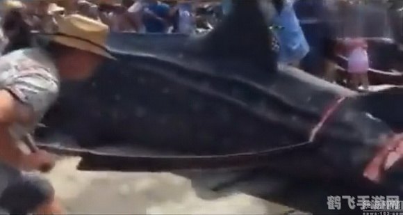 揭秘鱼嘴巴一张一合背后的奥秘