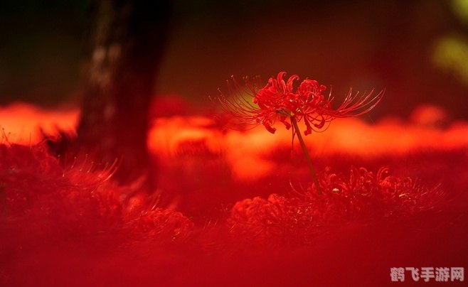 红色彼岸花花瓣遍地撒,红色彼岸花，花瓣秘境探险攻略