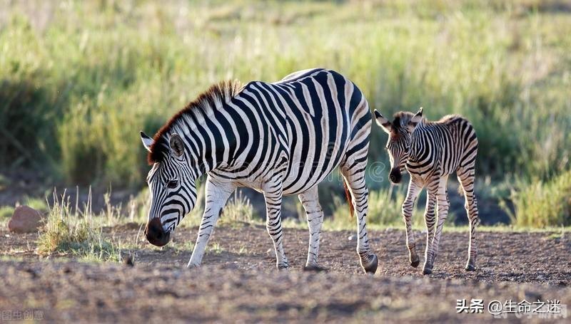 斑马是白条纹的黑马,斑马骑士,驰骋黑白条纹战场的秘诀
