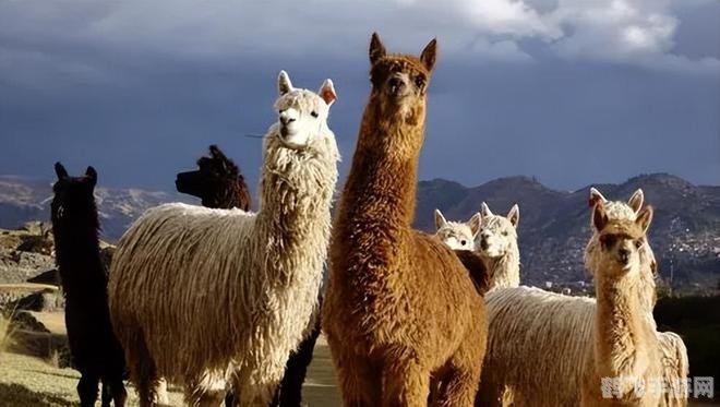 羊驼之谜，揭秘羊驼的真实身份