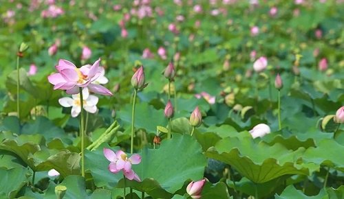映日荷花别样红描写的是哪个湖,映日荷花别样红，揭秘美景背后的神秘湖泊