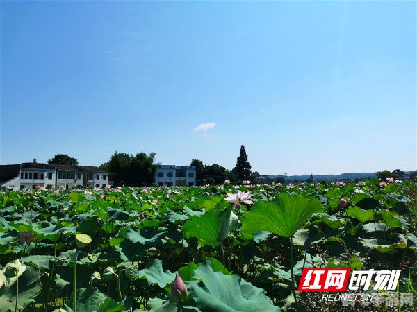 映日荷花别样红描写的是哪个湖,映日荷花别样红，揭秘美景背后的神秘湖泊