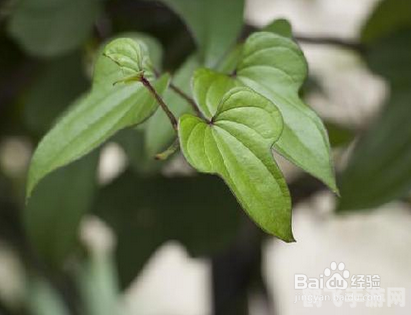 山药连作种植技巧与攻略