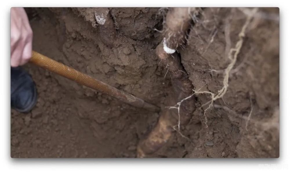 山药连作种植技巧与攻略