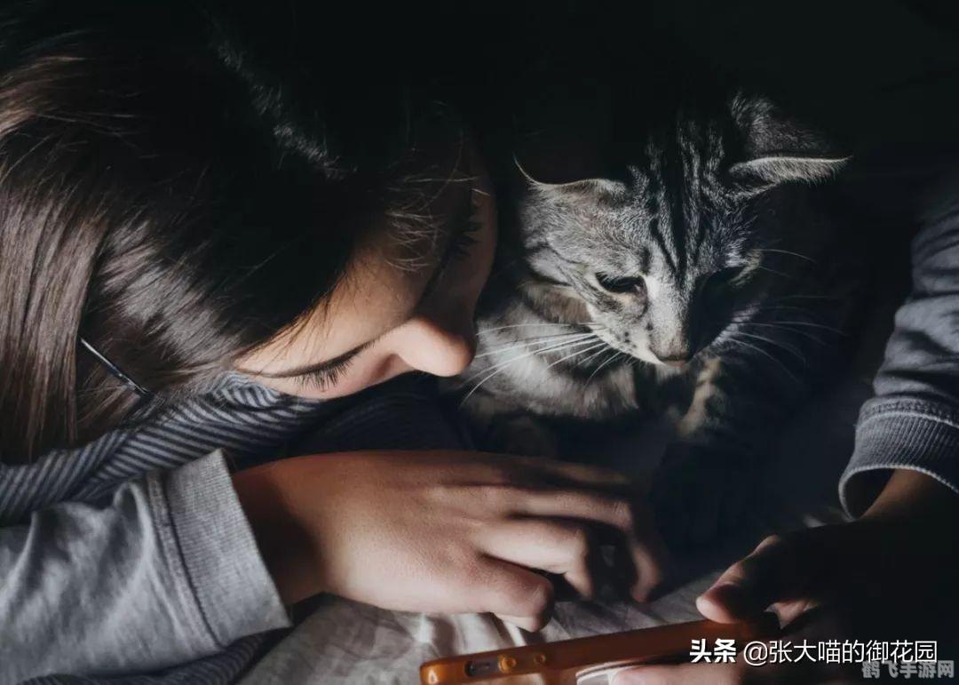 猫咪有你有我足矣,猫咪有你有我足矣手游攻略，与可爱猫咪共度温馨时光