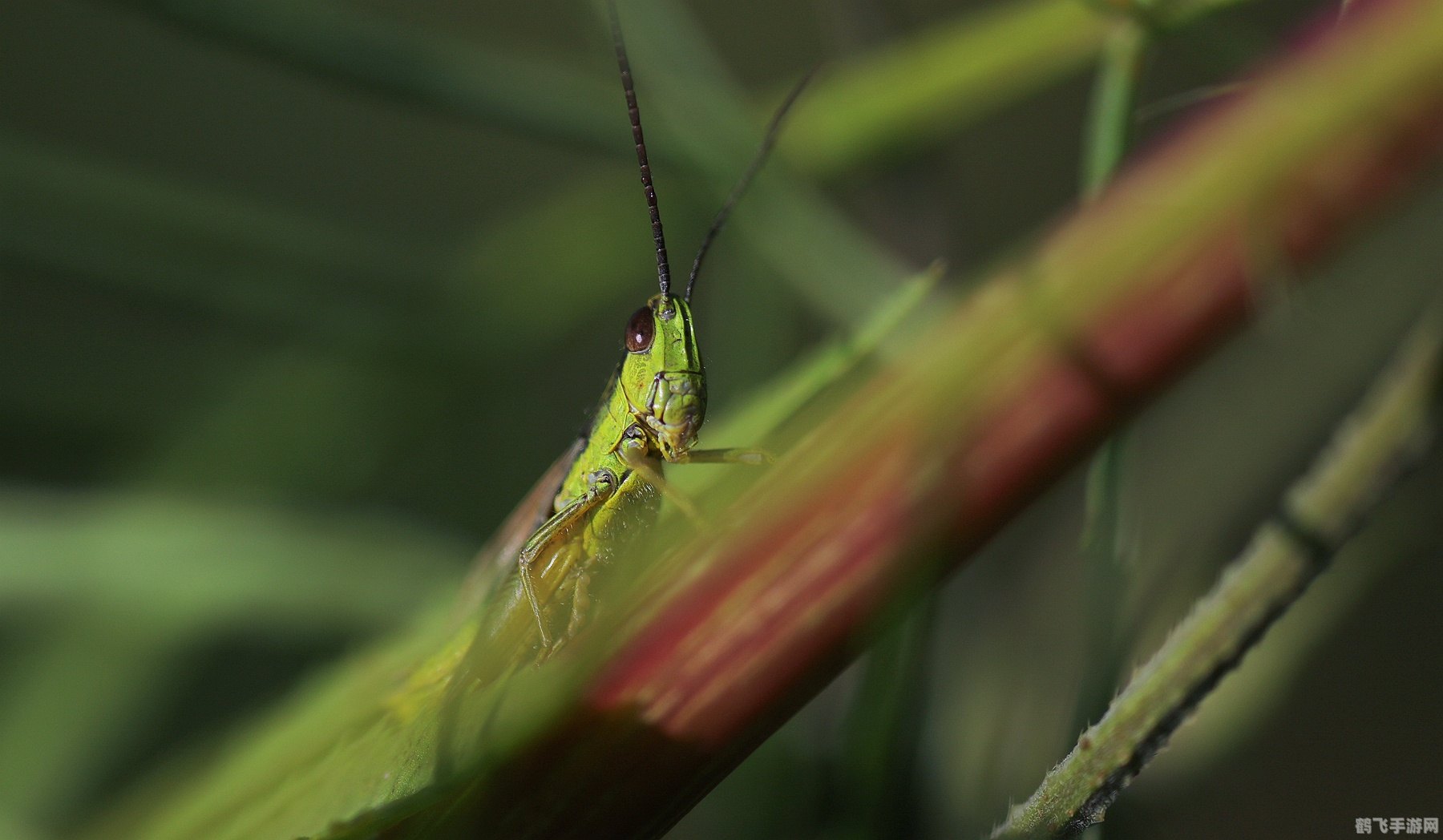 蚱蜢闹翻天,蚱蜢
